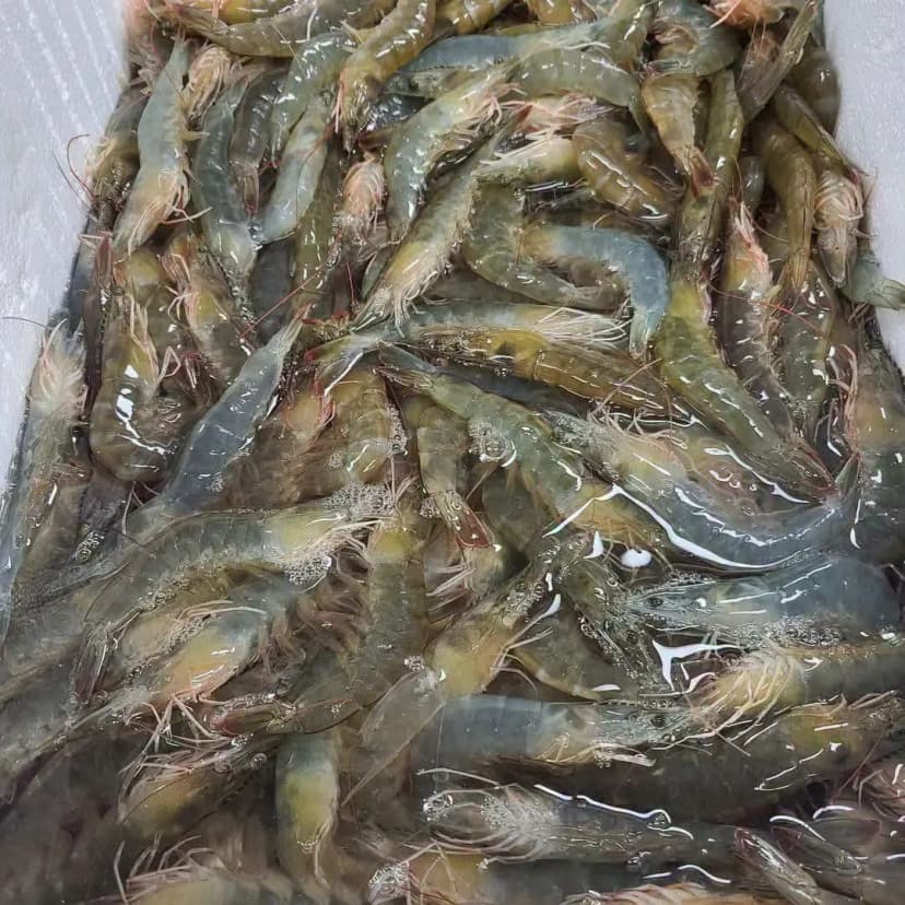 2kg 사진 1/3